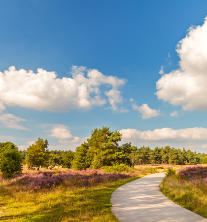 Veluwe Heide 1 A665f21e 2562 43D2 Bde5 2599A50c9e9f (1)